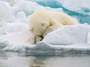 Killing Prints: Male polar bear (Ursus maritimus) on ice