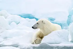 White Bear Prints: Male polar bear (Ursus maritimus) on ice