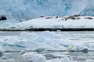 White Bear Prints: Male polar bear (Ursus maritimus) on ice