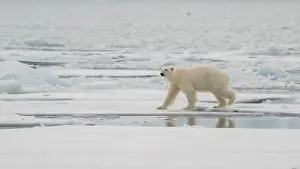 White Bear Prints: Male polar bear (Ursus maritimus) on ice