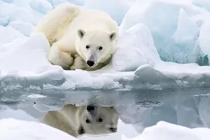 White Bear Prints: Male polar bear (Ursus maritimus) on ice