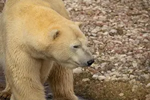 Svalbard Prints: Male of Polar bear (Ursus maritimus) on land in zoo
