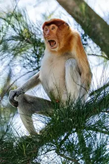 Communicating Prints: Male Proboscis monkey agonistic display (to Crab-eating macaques feeding nearby)