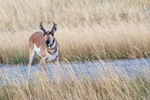 Rockies Prints: Male Pronghorn Antelope eating green weeds on a fall day