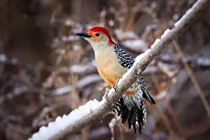 Backyard Birds Prints: A male Red-bellied woodpecker on a branch in winter