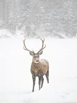 Stag Prints: Male red deer with large antlers standing in snowy field in winter
