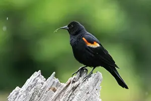 Cattails Prints: Male red-winged blackbird (Agelaius phoeniceus)