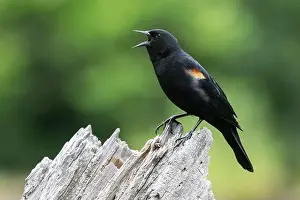 Cattails Prints: Male red-winged blackbird (Agelaius phoeniceus)