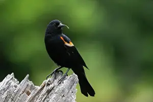Cattails Prints: Male red-winged blackbird (Agelaius phoeniceus)