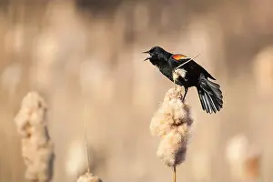 New Hampshire Prints: Male Red-winged Blackbird calling from atop a cattail