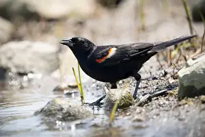 St Lawrence River Prints: A male red winged blackbird foraging for food along the shores of the St. Lawrence River