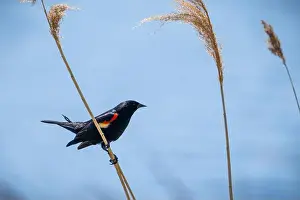 Blackbird Prints: A male red winged blackbird perched in a marsh