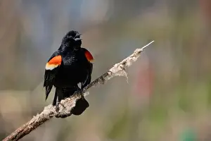 Blackbird Prints: A male red winged blackbird perched and singing in a marsh along the St. Lawrence River