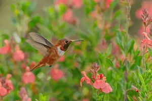 Hummingbirds Prints: male Rufous Hummingbird at a northbound fuel stop, Yolo County California