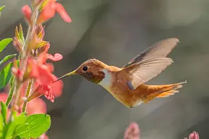 Hummingbirds Prints: male Rufous Hummingbird at a northbound fuel stop, Yolo County California