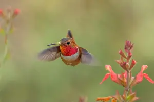 Hummingbirds Prints: male Rufous Hummingbird at a northbound fuel stop, Yolo County California
