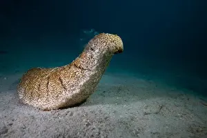 Microorganism Prints: Male sea cucumber - standing on end, and spewing male gametes into the water