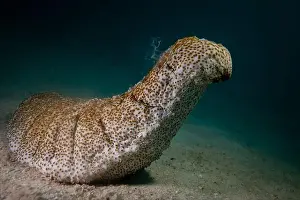 Microorganism Prints: Male sea cucumber - standing on end, and spewing male gametes into the water