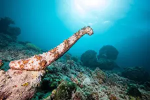Microorganism Prints: Male sea cucumber - standing on end, and spewing male gametes into the water