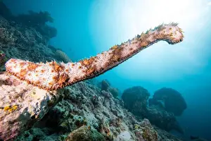 Microorganism Prints: Male sea cucumber - standing on end, and spewing male gametes into the water
