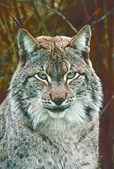 Siberian Prints: Male Siberian Lynx, (Lynx lynx wrangeli) from Russian Far East