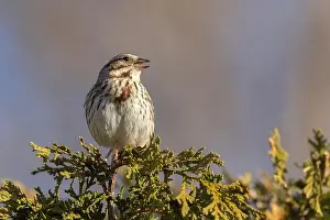 Passerellidae Prints: Male song sparrow (Melospiza melodia) singing in spring