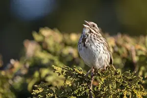 Passerellidae Prints: Male song sparrow (Melospiza melodia) singing in spring