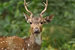 Brownish Prints: Male spotted deer