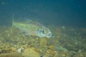 Minnow Prints: Male striped shiner on a sandy creekbed