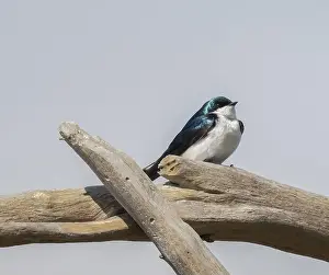 Migratory Bird Prints: Male Tree Swallow standing on driftwood in Ontario with blue sky background