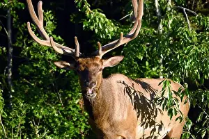 Stressless Prints: A male wapiti near Jasper in Alberta, Canada