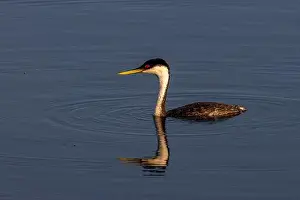 Chuck Haney Prints: Male western grebe at Ninepipe National Wildlife Refuge in the Mission Valley