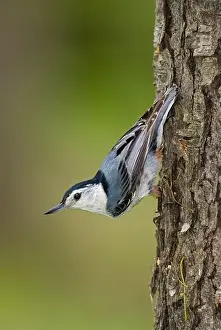Perching Bird Prints: Male White-breasted Nuthatch walking upside down on tree trunk