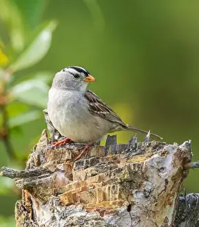 Crowned Prints: Male White-crowned Sparrow Posing on a Stump