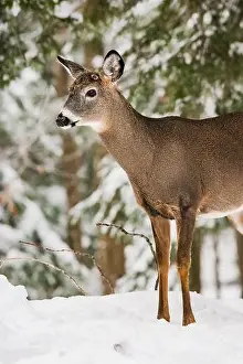 White Tailed Deer Prints: Male white-tailed deer buck with recently shed antlers in snowy forest