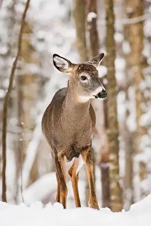 White Tailed Deer Prints: Male white-tailed deer buck with recently shed antlers in snowy forest