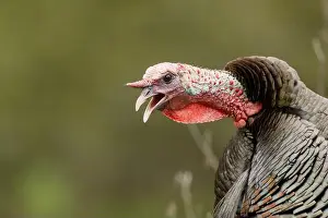 Meleagris Gallopavo Prints: male Wild Turkey (Melagris gallopavo) gobbling