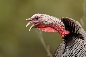 Meleagris Gallopavo Prints: male Wild Turkey (Melagris gallopavo) gobbling