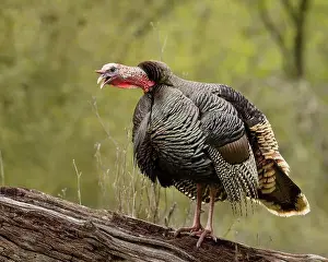 Meleagris Gallopavo Prints: male Wild Turkey (Melagris gallopavo) gobbling