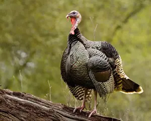 Meleagris Gallopavo Prints: male Wild Turkey (Melagris gallopavo) standing on a log