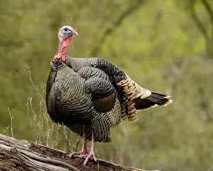Meleagris Gallopavo Prints: male Wild Turkey (Melagris gallopavo) standing on a log