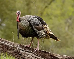 Meleagris Gallopavo Prints: male Wild Turkey (Melagris gallopavo) standing on a log