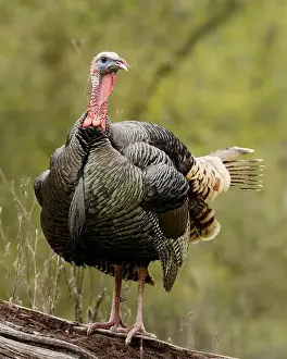 Meleagris Gallopavo Prints: male Wild Turkey (Melagris gallopavo) standing on a log