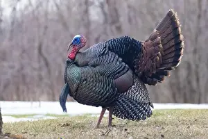 Tail Feathers Prints: Male Wild Turkey (Meleagris gallopavo) parade
