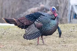 Tail Feathers Prints: Male Wild Turkey (Meleagris gallopavo) parade