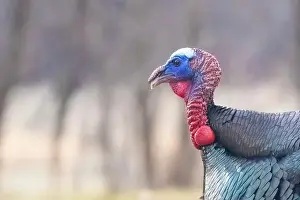 Tail Feathers Prints: Male Wild Turkey (Meleagris gallopavo) parade