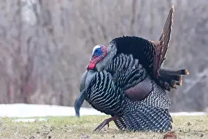 Tail Feathers Prints: Male Wild Turkey (Meleagris gallopavo) parade