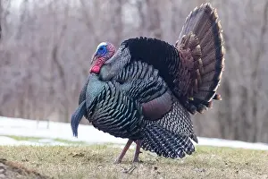 Tail Feathers Prints: Male Wild Turkey (Meleagris gallopavo) parade