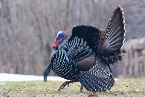 Tail Feathers Prints: Male Wild Turkey (Meleagris gallopavo) parade