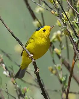 Warblers Prints: male Wilson's Warbler (Cardellina pusilla) Sierra County California USA